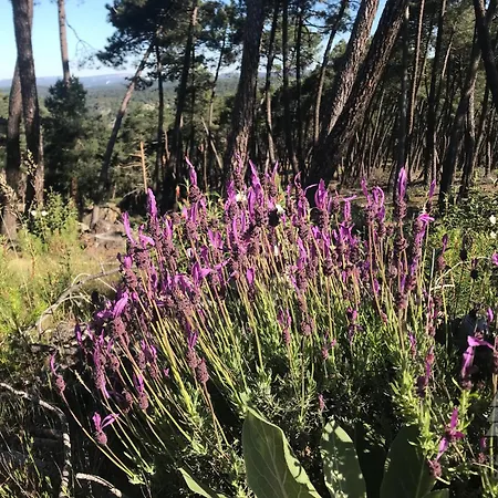 El Descanso De Pinares - Vut En