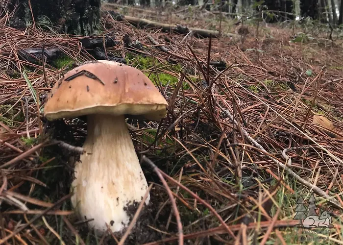 Lejlighed El Descanso De Pinares - Vut En *