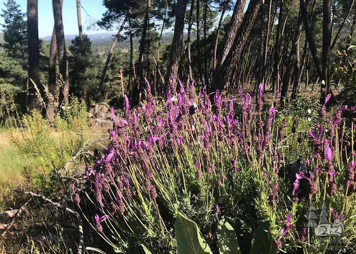 El Descanso De Pinares - Vut En